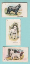 DOGS - 3 TERRIERS - BEST DOGS OF THEIR BREED - B.A.T. - 1916