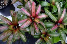 Bromeliad Neoregelia Zoe 2 Plants For The Price    