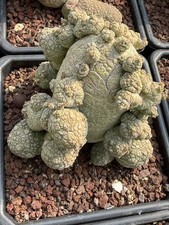 Pseudolithos migiurtinus Succulent cactus plant Garden flowering Plants WYSIWYG