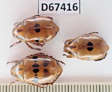 D67416. Insects, Beetles. Rutelidae sp. Vietnam North. 2000m. TS