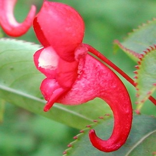 Rare Impatiens salpinx! Unusual seahorse shaped blooms! Seeds