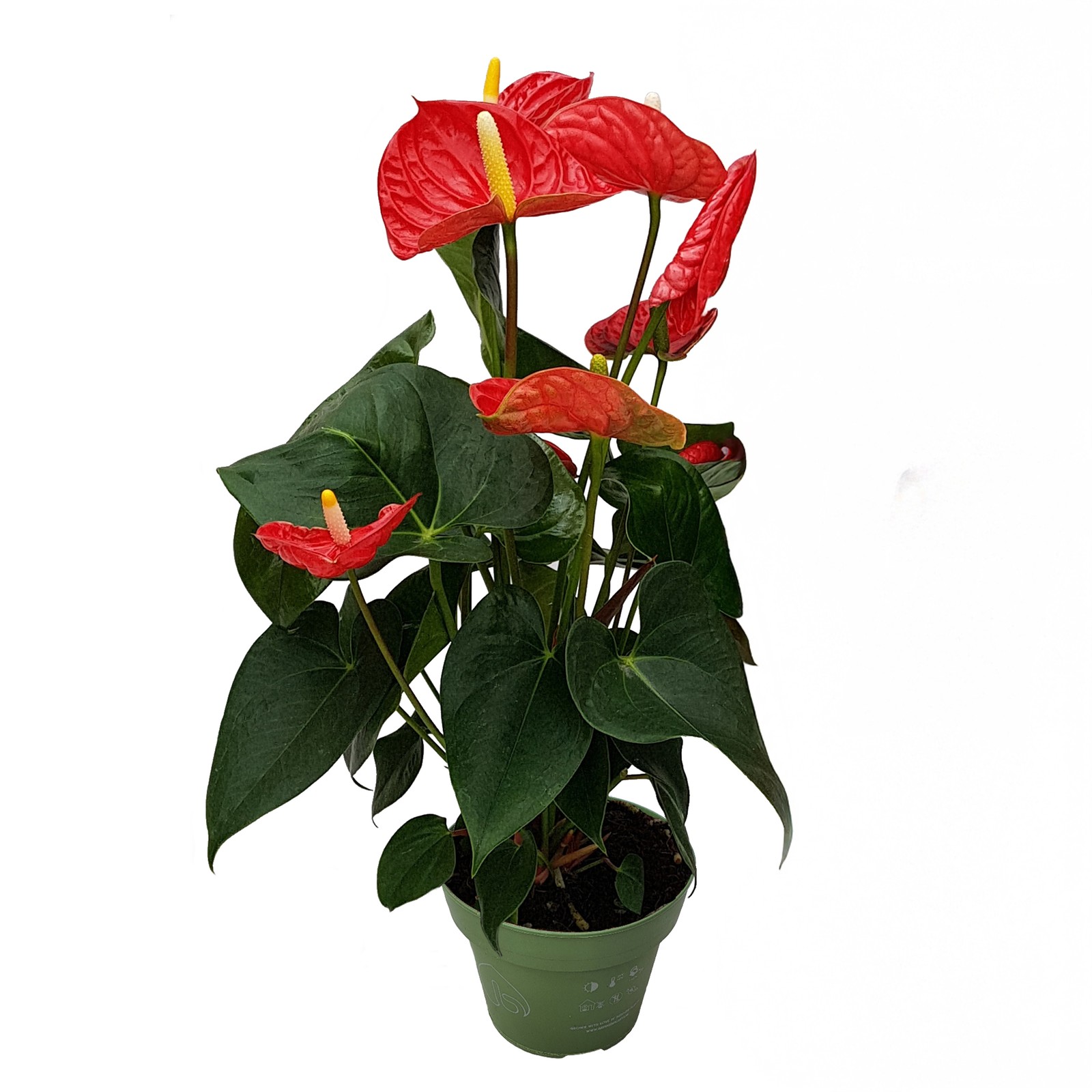 Anturio - Anthurium 'Madural Red' - Altezza 40-45cm - ø14cm