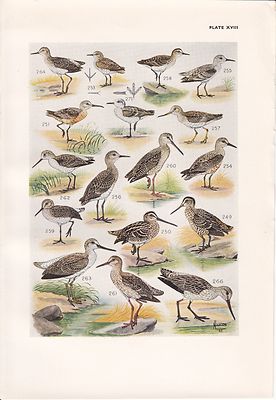 1940 South African Vogel Aufdruck ~ Doppel Snipe Curlew Sandpiper Stint Godwit