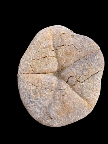 Rare Fossilized Clypeaster (Sea Urchin) - Miocene Era - Morocco - Picture 10 of 10