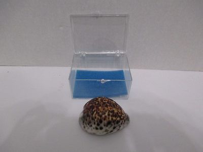 Cypraea Tigris 75mm Olango Island Mactan Cebu Philippines Linne 007S7