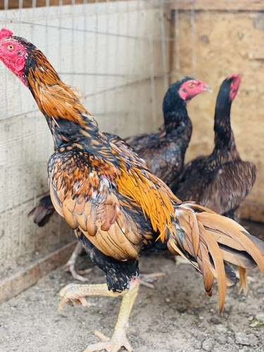 4 Asil Fertile Hatching EGGS Brazilian
