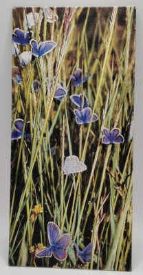 Nestlé WONDERS OF THE WORLD Card No. 255 ''The Argus Butterfly''