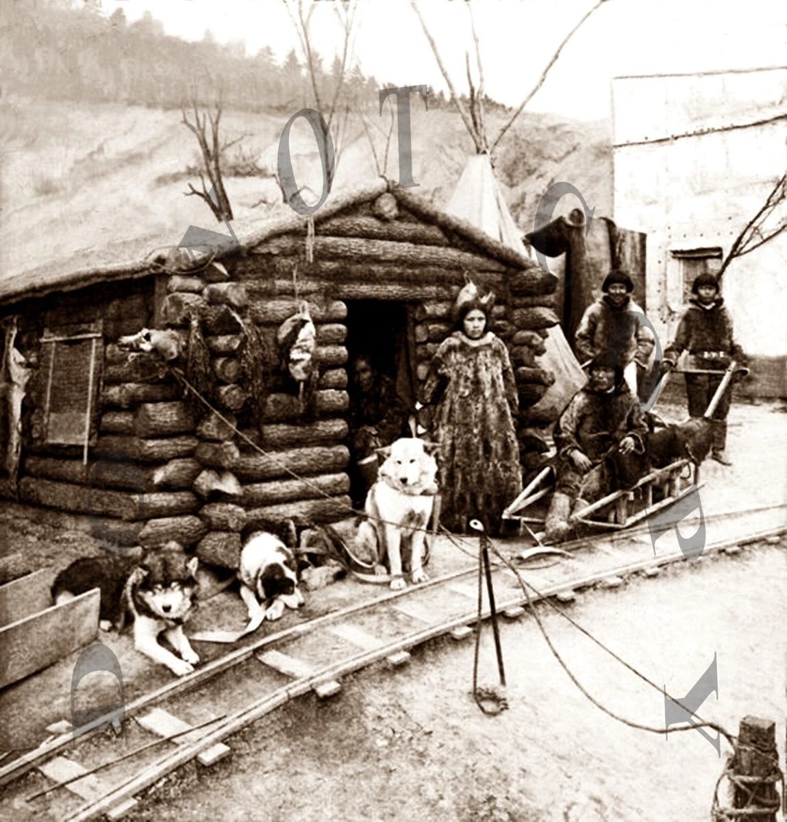 Klondike Gold Rush Sled Dogs