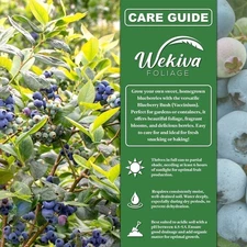 Blueberry Plant - 4 Live Starter Plants - Vaccinium - Edible Fruit Bearing...