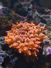  🌈  Bubble Tip Anemone 3-5