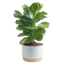 Baby Fiddle Leaf Fig Live Plant in Decorative Pot, Indoor Houseplant, Perfect...