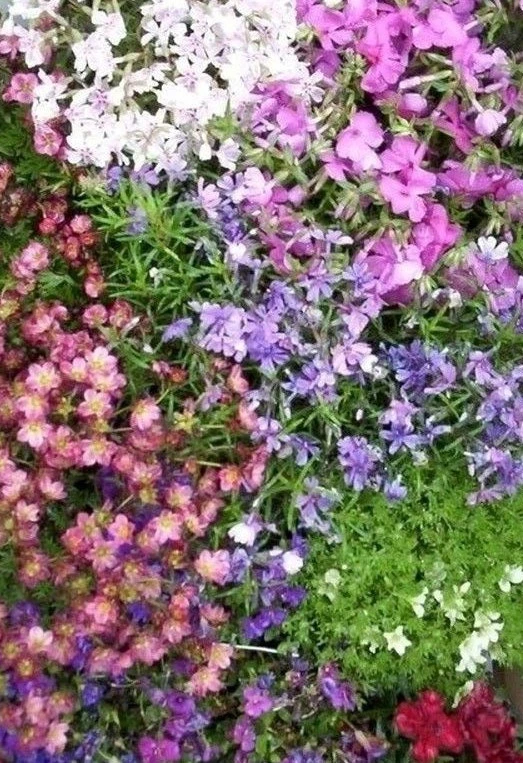 ♫ PHLOX MOUSSE 'Mélangé' -Phlox subulata ♫ Graines ♫ Ornement Rocaille Mellifère