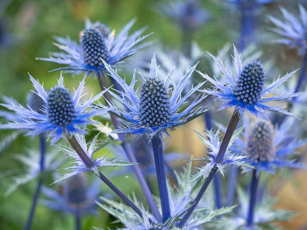 25 Blue Thistle Seeds to Plant Rare Swiss Alps Thistle | eBay