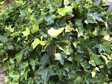 10 English Ivy Shade Ground Cover House Plants 4"-8" Live Plants Bare Root