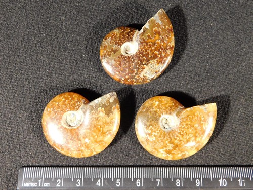 Lot of THREE! Polished! Sutured AMMONITE Fossils Mahajanga Madagascar 1.11