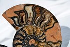 Large Black Ammonite PAIR Deep Crystals 110myo FOSSIL Dino age 111mm 4.4"9516bxx — photo 3