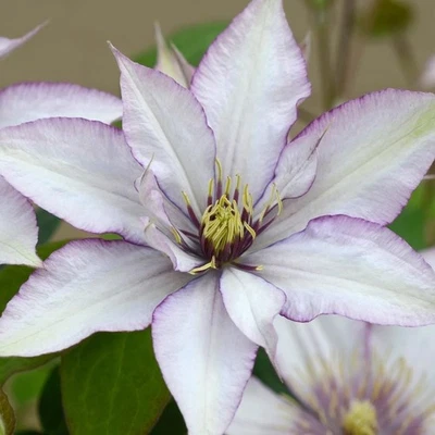 Clematis SAMARITAN JO Waldrebe zartrosa Blüten - 2x im Jahr - Bild 1 von 3