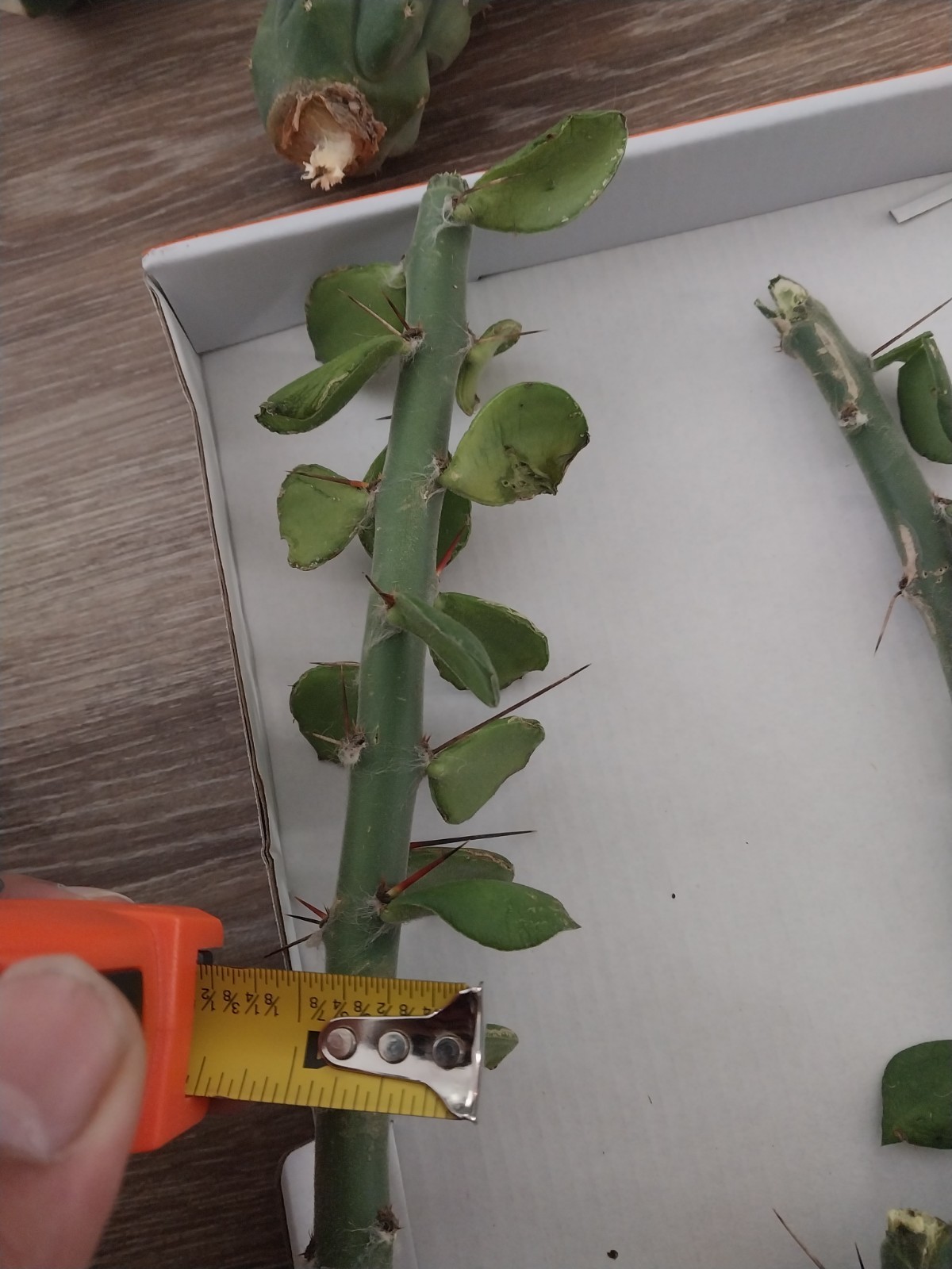 Pack Of Ten Thick Perekiopsis Cactus. Great For Grafting Or Growing Out!