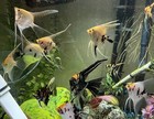 Beautiful Adult Angelfish Colony (Approx 3-4 Inch Diameter) - 4 Pack