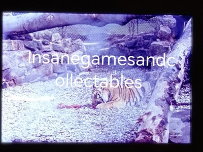 35mm Dia 1970 Bengal Tiger Chester Zoo England Foto Tiere Photos selten