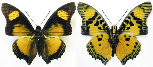 MOUNTED SPREAD BUTTERFLY - Charaxes fournierae fournierae, M