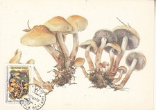 Russia - USSR 1989: MUSHROOMS maximum card - registered shipping!