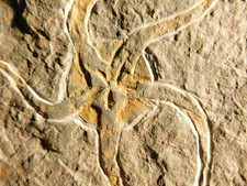 440 Million Year OLD! STARFISH Fossil Ordovician Period Morocco 427gr