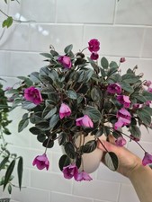 Semi-Miniature Trailer African Violet (Indoor Windowsill Plant) 'Dancin’ Trail'