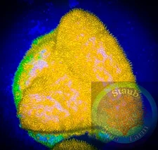 SAF~WWC’s  Watermelon Psammacora  Coral Frag “WYSIWYG”, SPS, Live Coral Colony