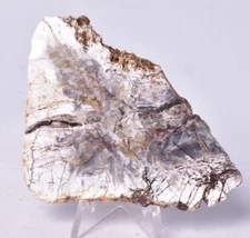 MICROBIAL MAT, Dresser Fmt, Stromatolite, North Pole Dome S146