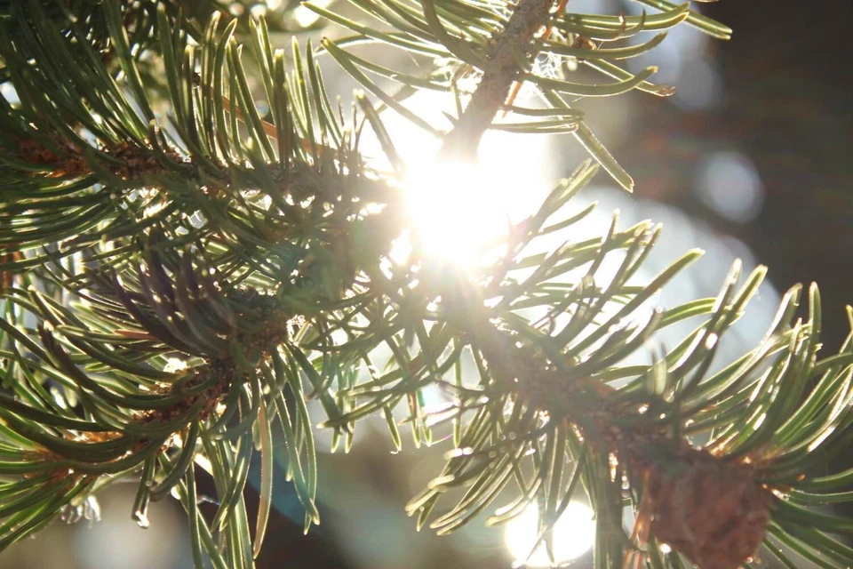 Piñón Nuevo México 2024 | 8oz ~ Piñón tostado y salado Foto 4 de 4