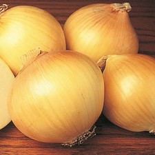 Spanish onion sweet Utah non gmo seeds
