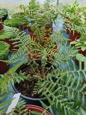 Dicksonia antarctica, slow growing BRITISH GROWN treefern in 2L pot