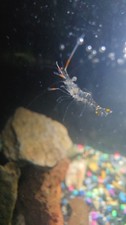 10x Florida Ghost Shrimp, Tiny Shrimp