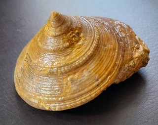 Pyrgotrochus macrocephali Schalenerhaltung Dogger Polen