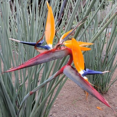 Narrow-leaved Bird of Paradise Flower (Strelitzia juncea)  - 3 seeds