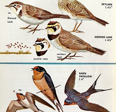 Swallows & Larks Varieties And Types 1966 Color Bird Art Print Nature ADBN1Q