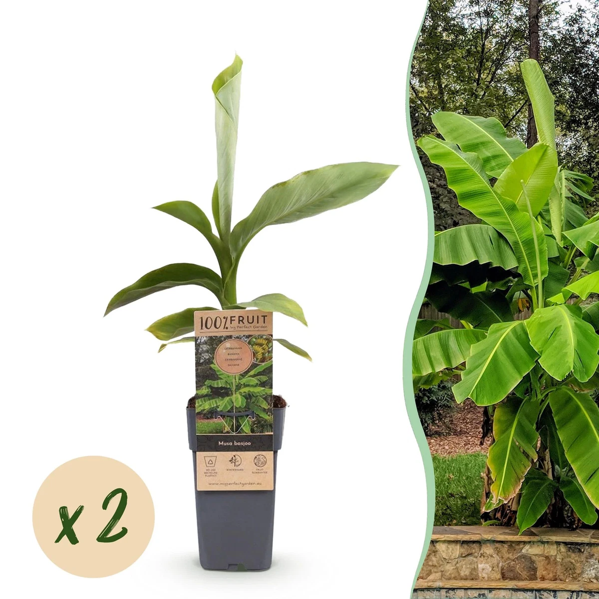 Bananenpflanze online kaufen | eBay.de