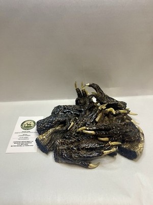 12 Medium American Alligator Feet 2-4  Louisiana