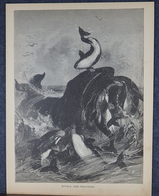 1881 Antique Animal Engraving WHALE & DOLPHINS MARINE MAMMALS