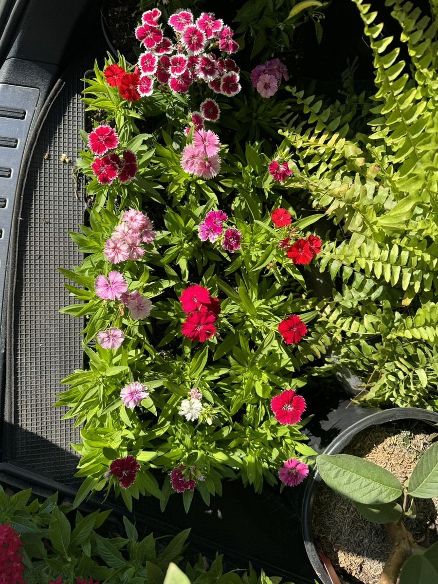 Carnations plants In Pot | eBay
