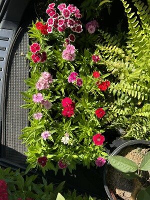 plant container with trellis Garden Style Indoor Houseplant Trellis (Wood)