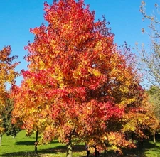 Set 5 SweetGum Tree Seedling Bare Roots and No Leaves for Planting 1-2 ft Tall