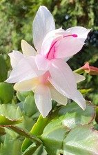 4×Weihnachtskaktee  Schlumbergera Stecklinge 2 gliederig weiß/ zart rosa
