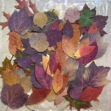 Rare pressed leaves pink/purple autumn fall foliage viburnum blueberry for resin