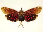DIAREUSA CONSPERSA FEMALE A1 AMAZING!!! FULGORIDAE WEST ECUADOR RARE!!!