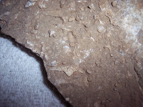LARGE ROCK WITH HUNDREDS OF VERY SMALL FOSSELIZED SHELLS & PLANTS - Picture 15 of 19