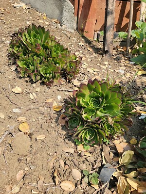 buy pencil cactus Pencil Cactus  Fragrance Plants and Flowers