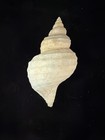 Neptune Lyrata Shell 100.4mm St Juan (S436) — photo 4