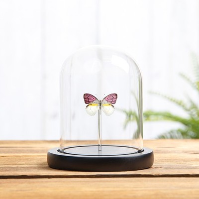 Colotis zoe Schmetterling Taxidermie in Glaskuppel mit Holzsockel aus Madagaskar
